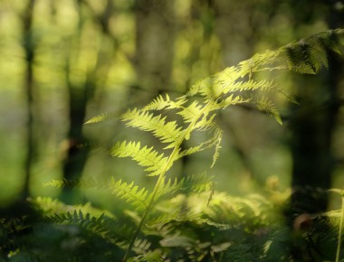 New Zealand fern in bush